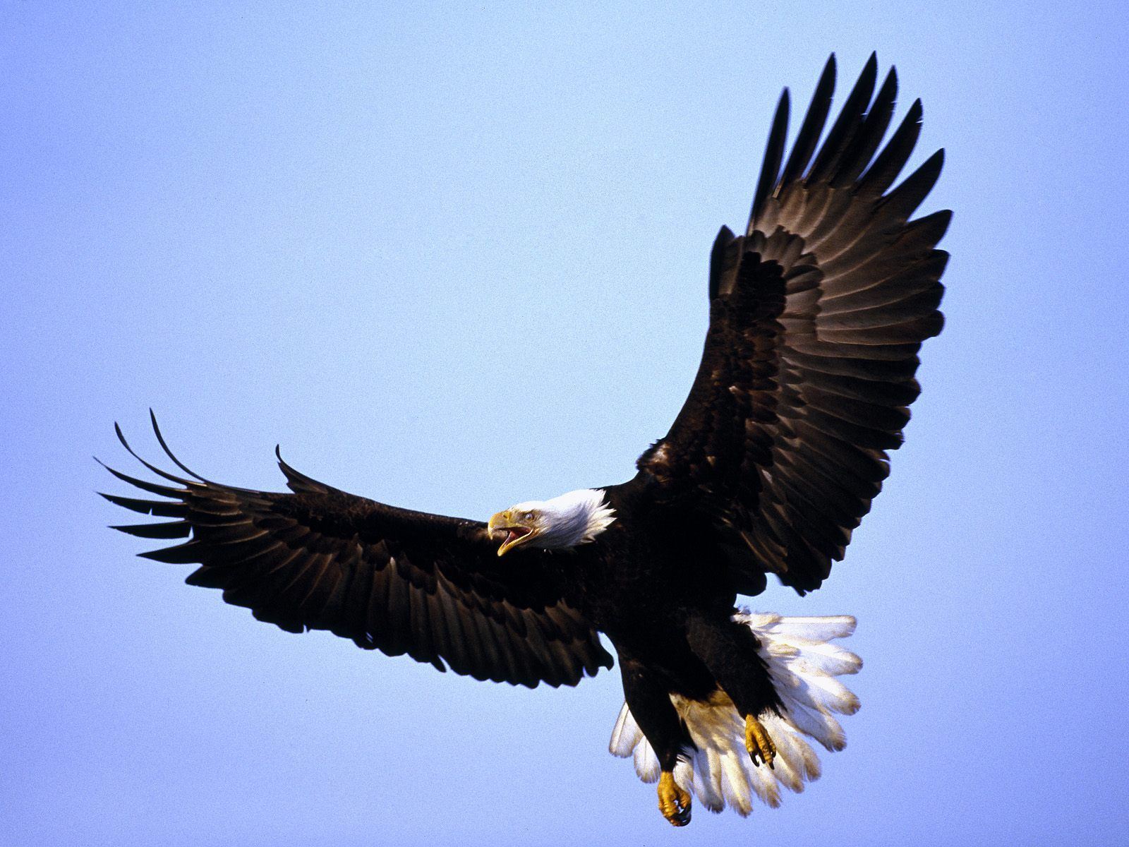 the bald eagle wallpaper