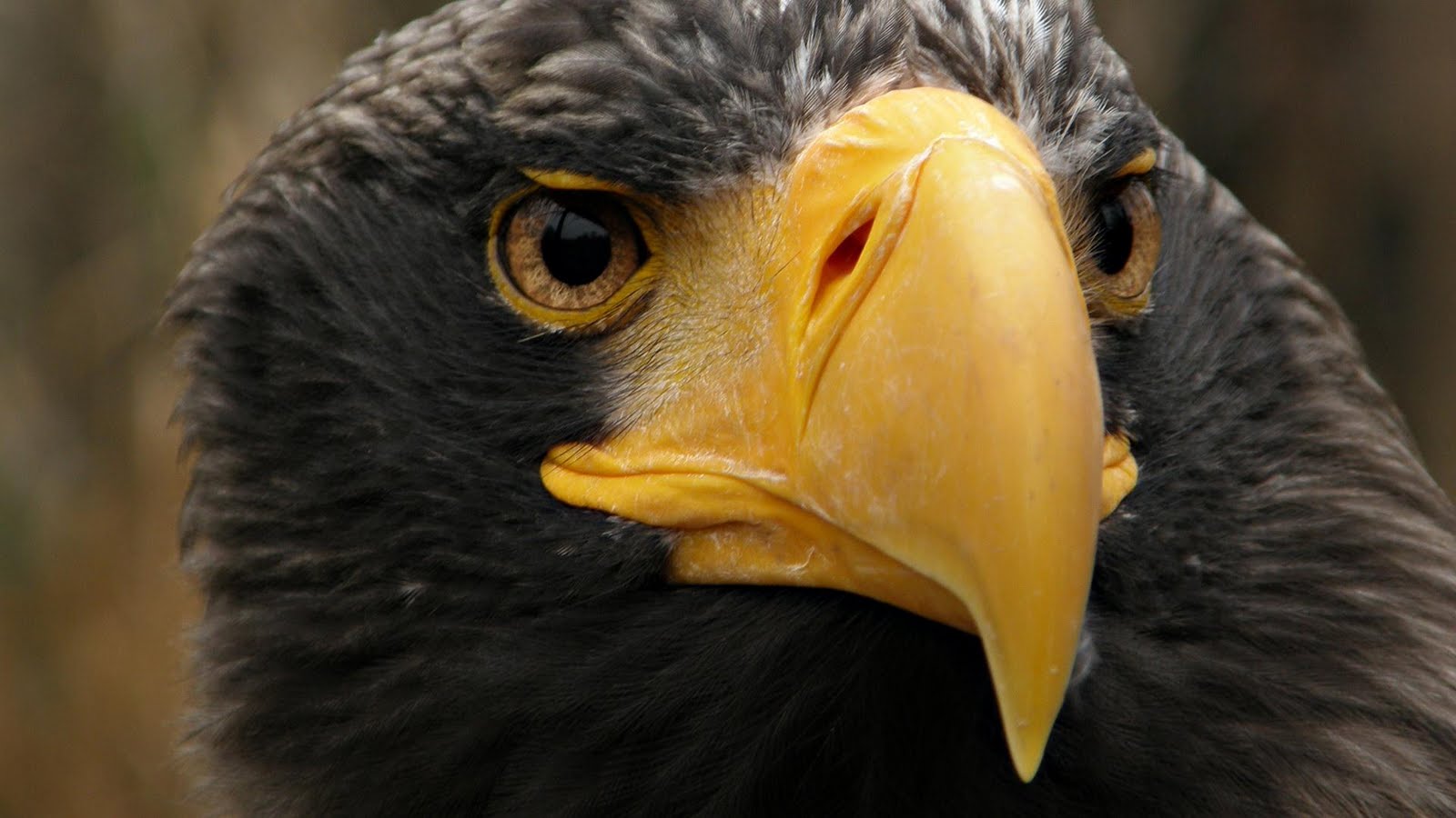 the eagles photos wallpaper