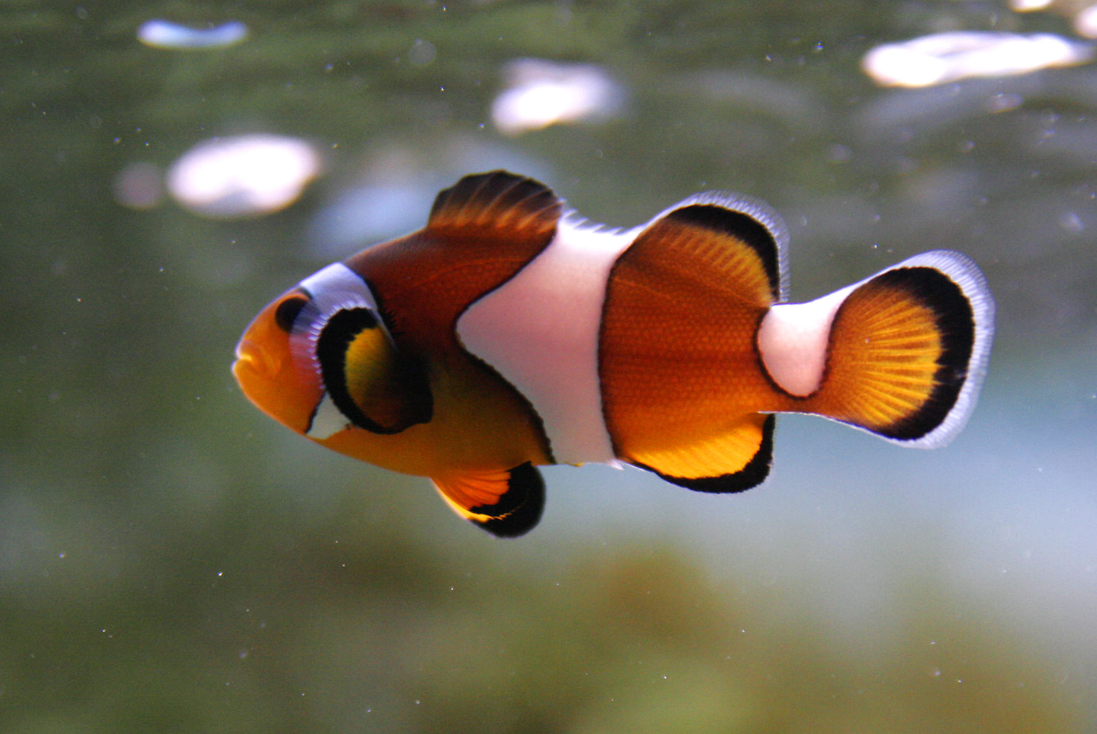 desktop fish hd photos dowload