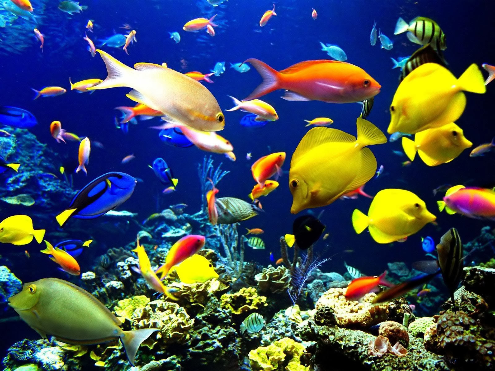 desktop fish live wallpaper dowload