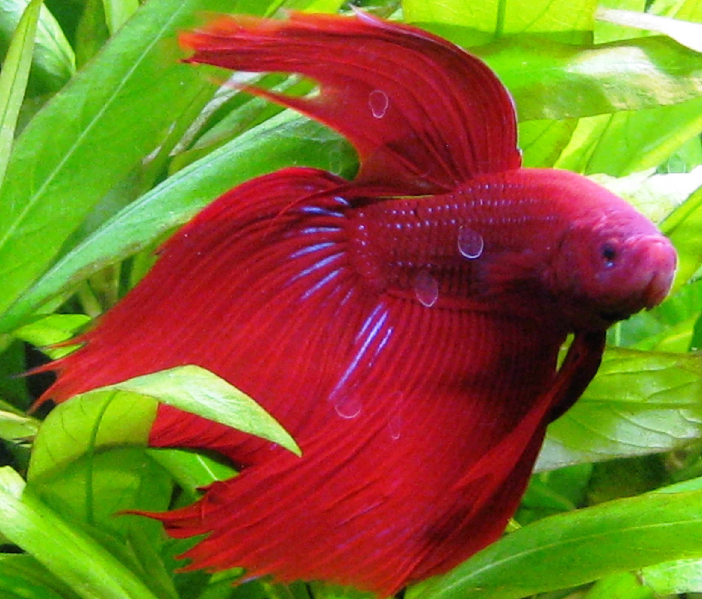 desktop fish wallpapers free dowload