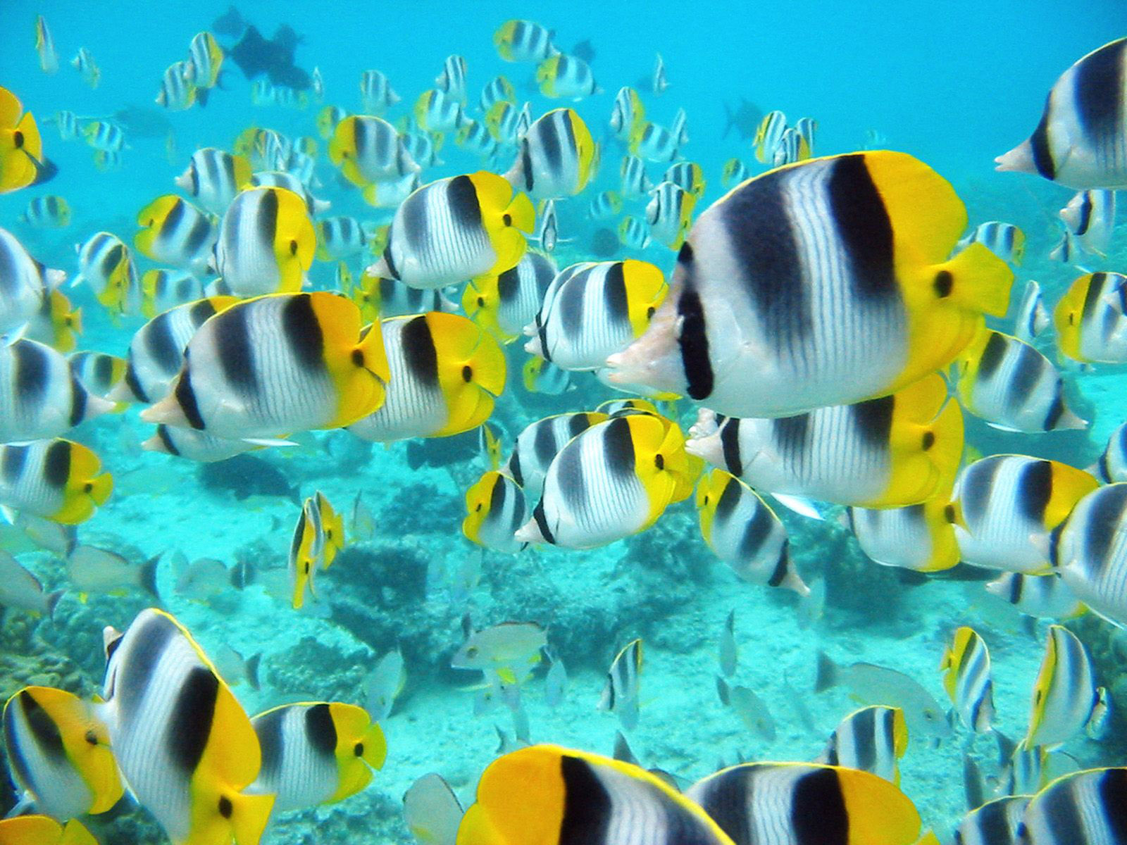 desktop fishing background wallpaper