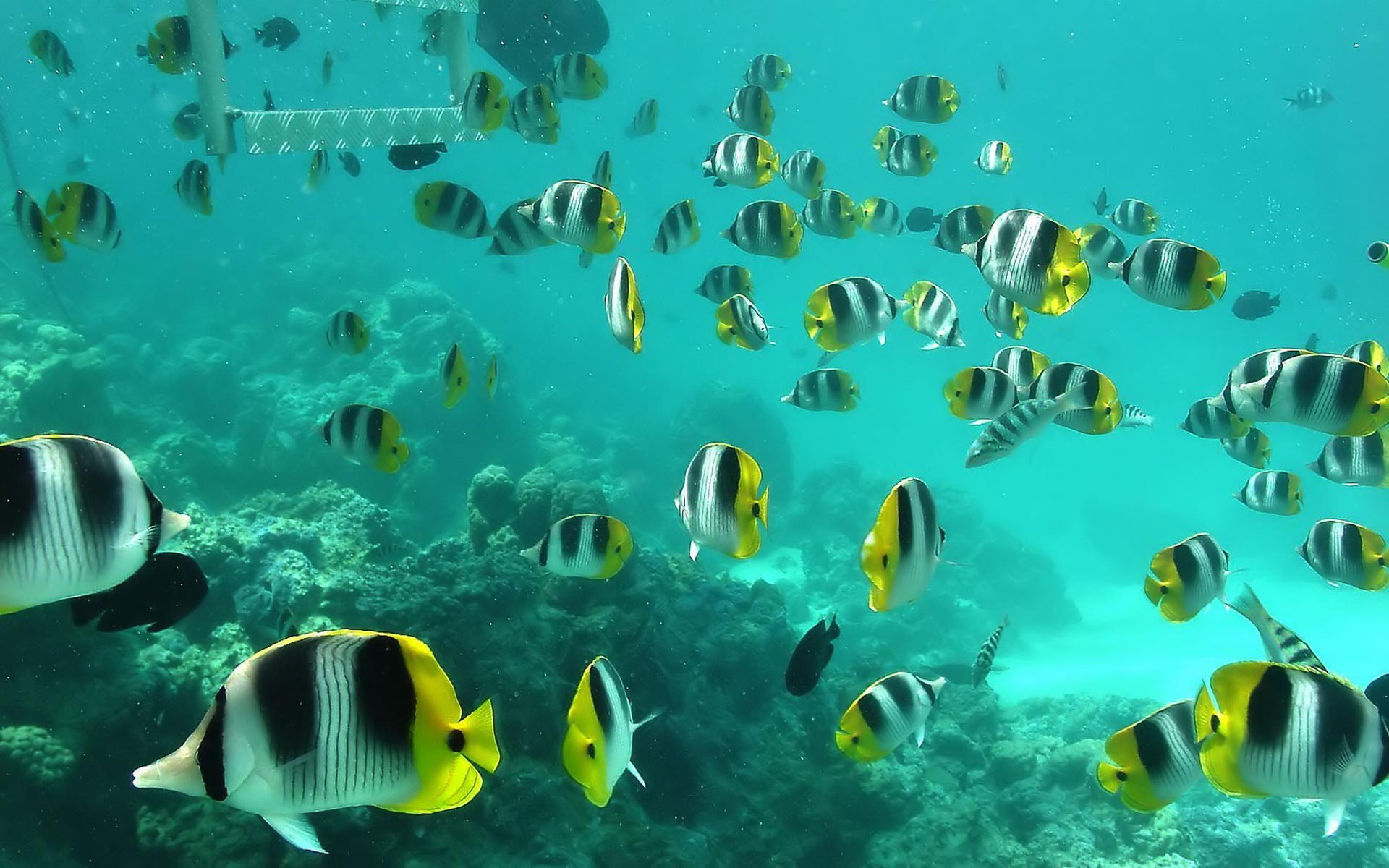 desktop hd fishes wallpaper dowload