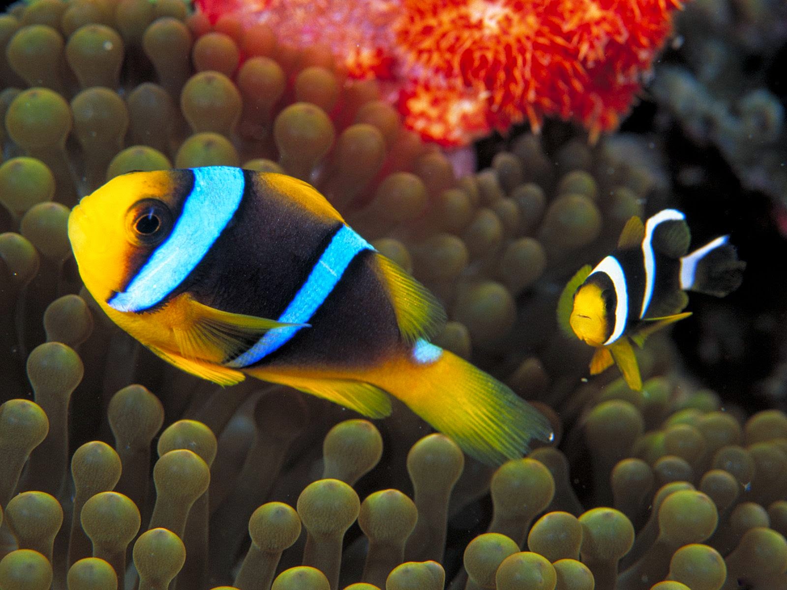 desktop life wallpaper fish dowload