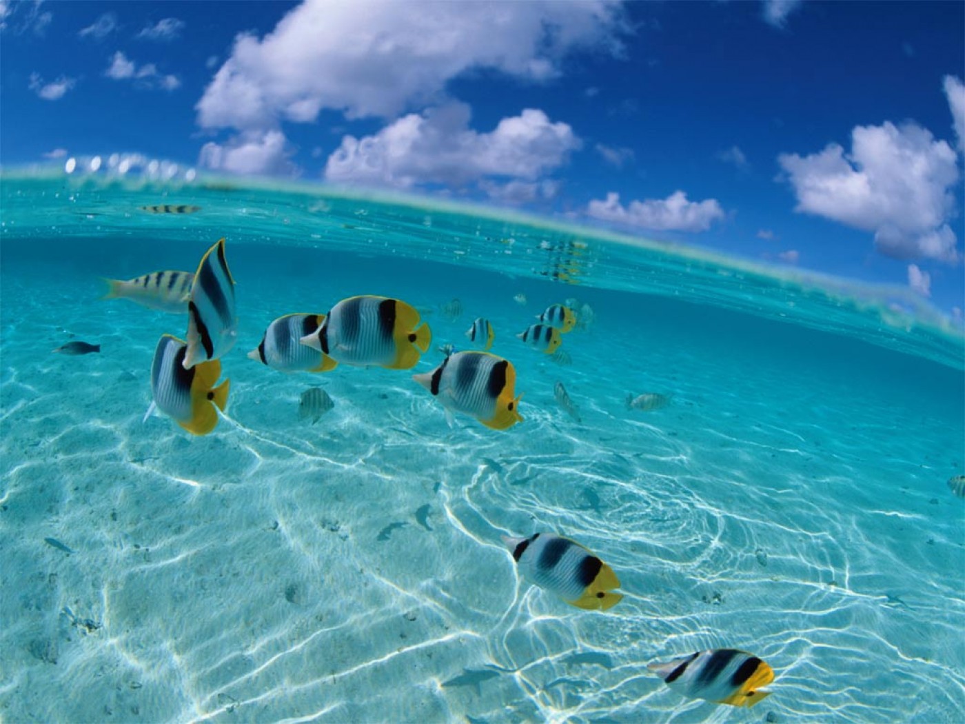 fish images