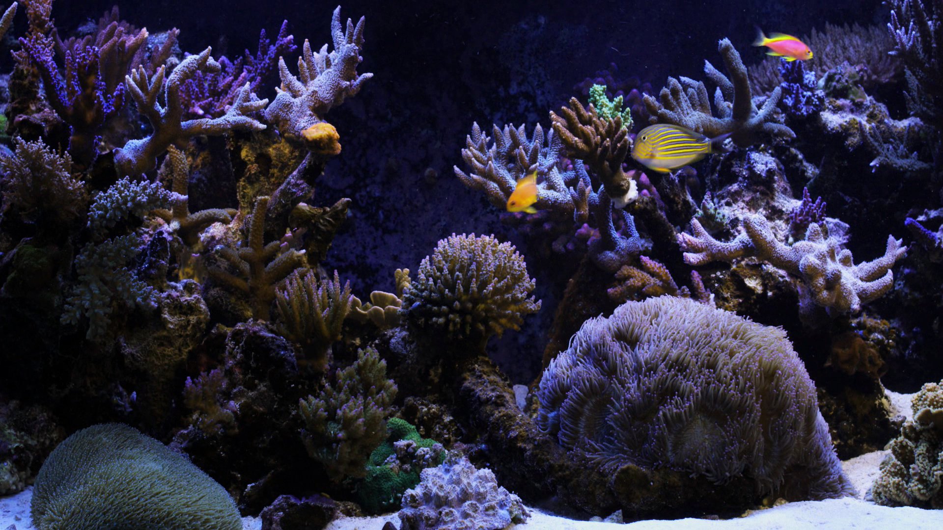 hd fish tank background dowload