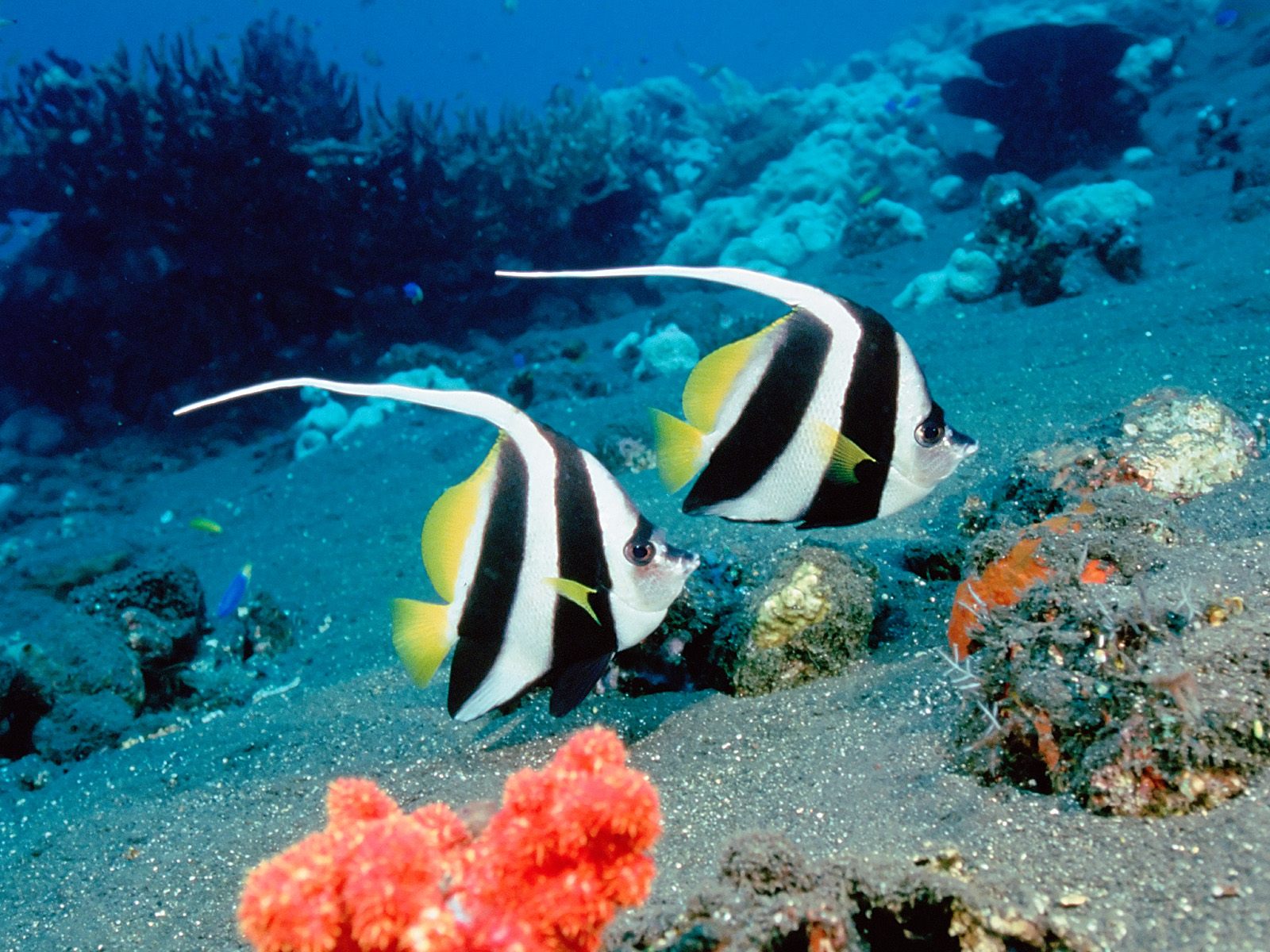 hd live wallpapers fish dowload