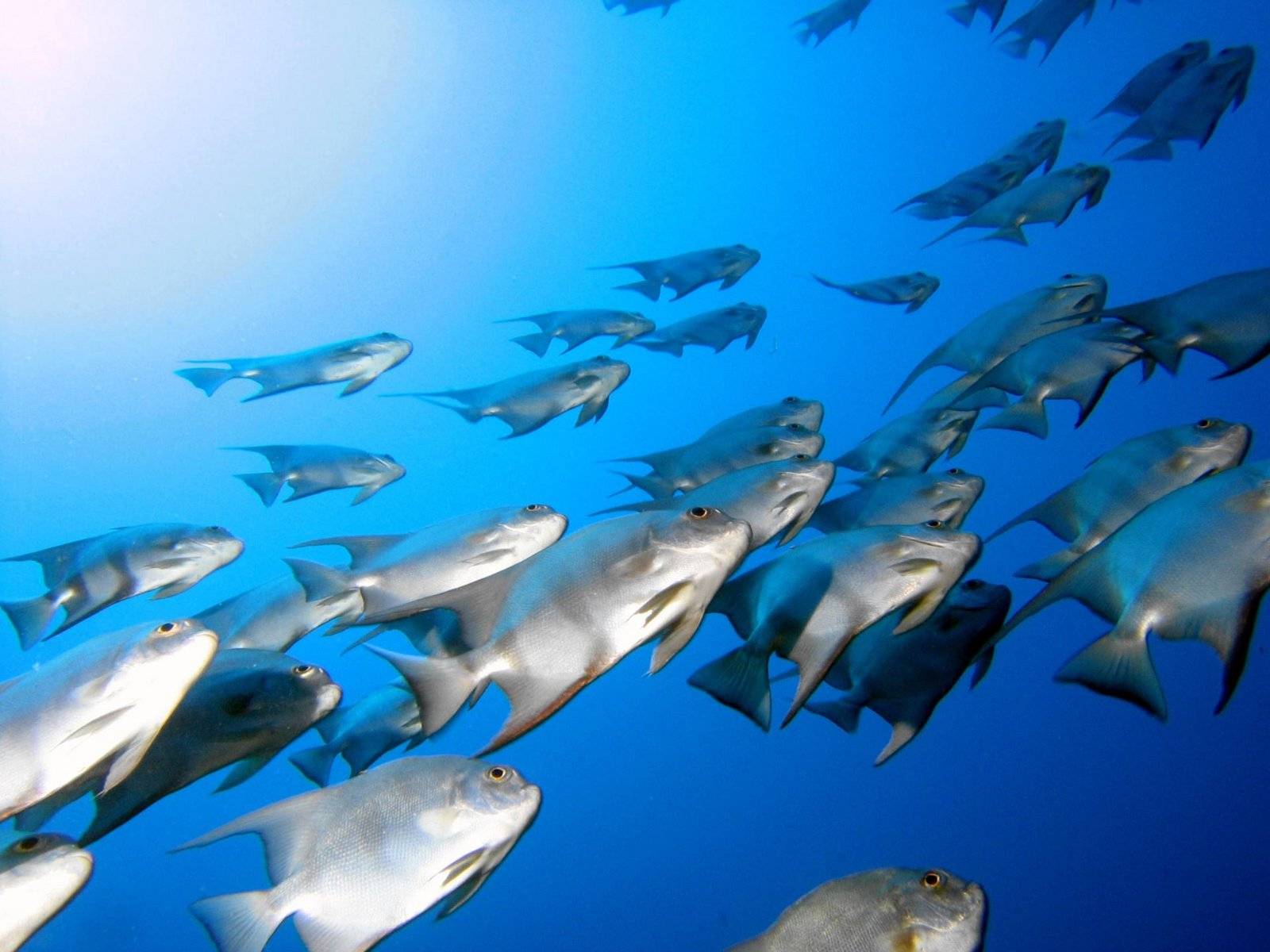 hd moving fish wallpapers dowload