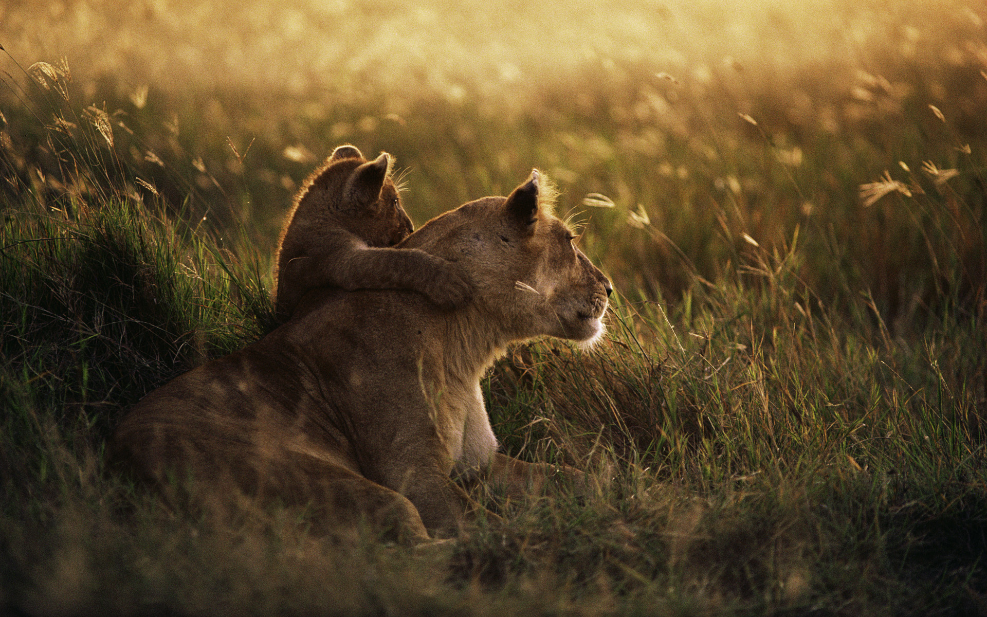 african lion habitat pics dowload