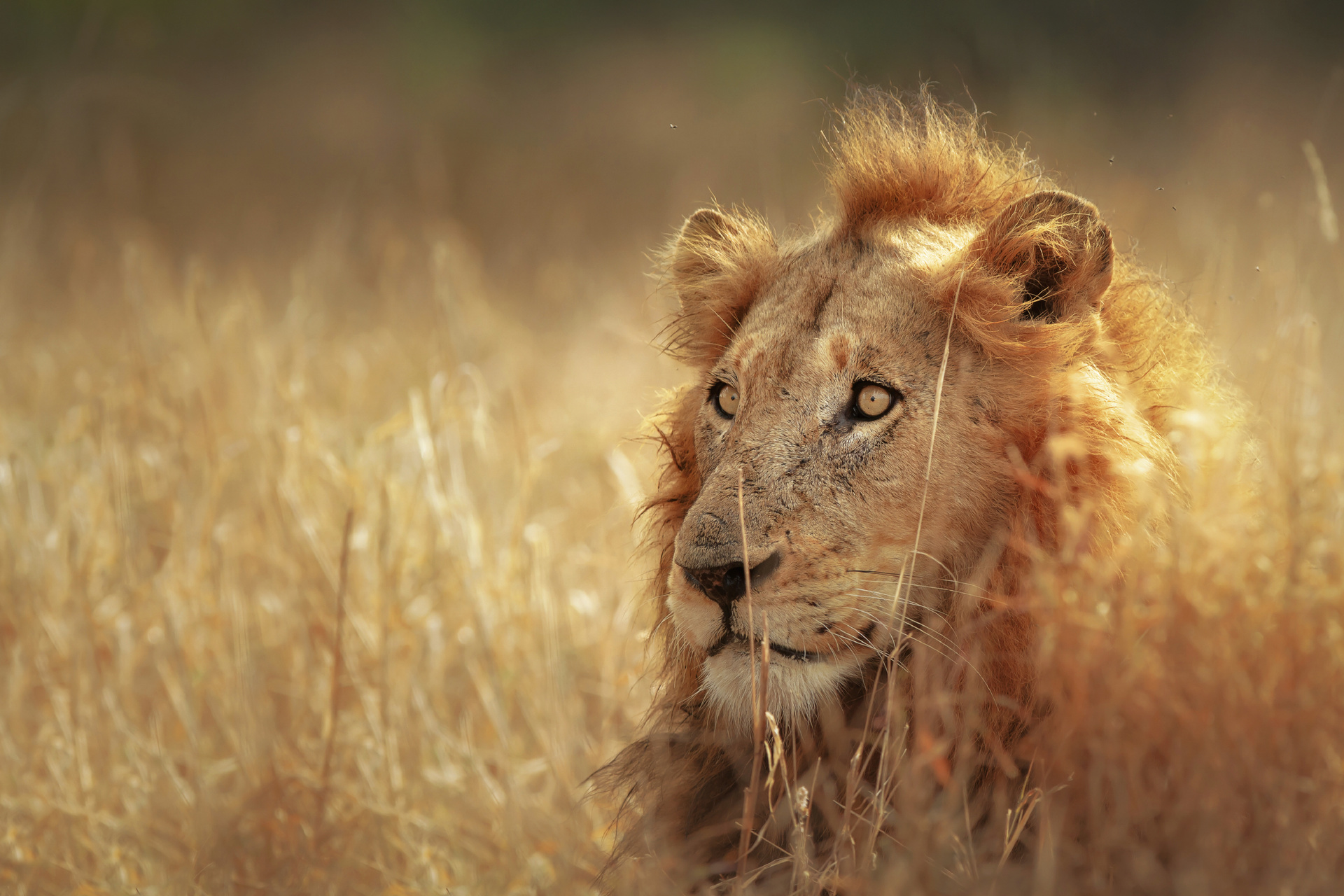 african lion pics gallery dowload