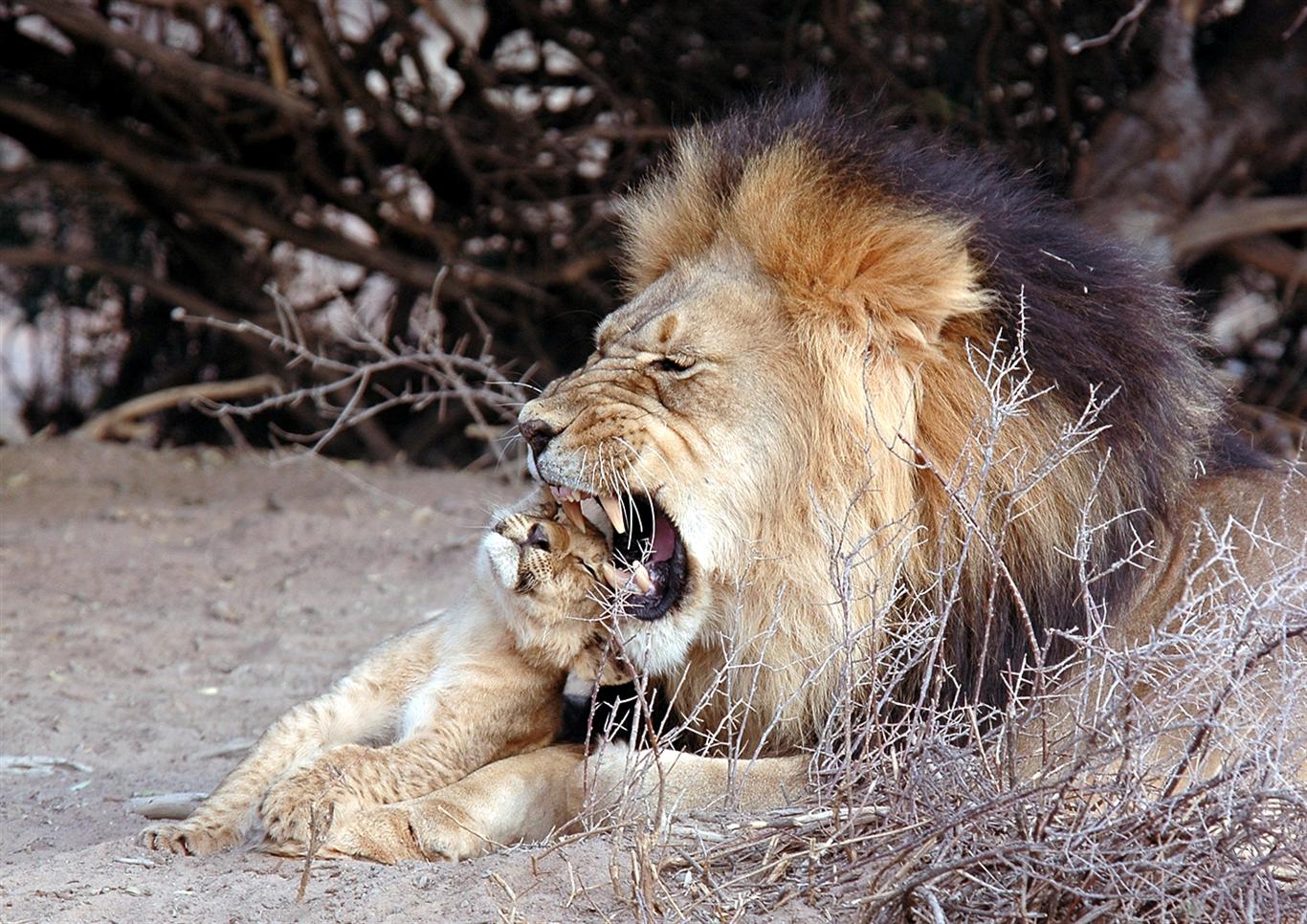 all lion pics dowload