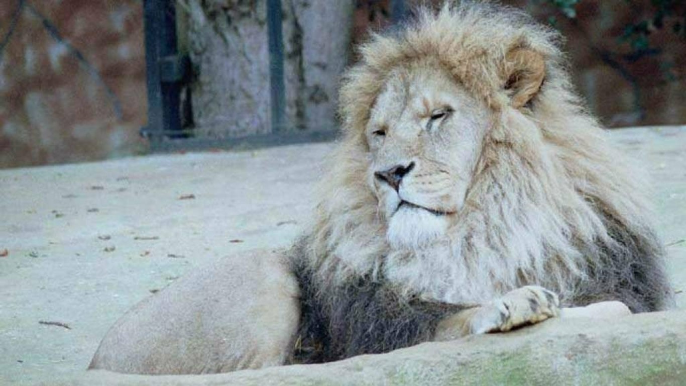amezing white lion images wallpaper