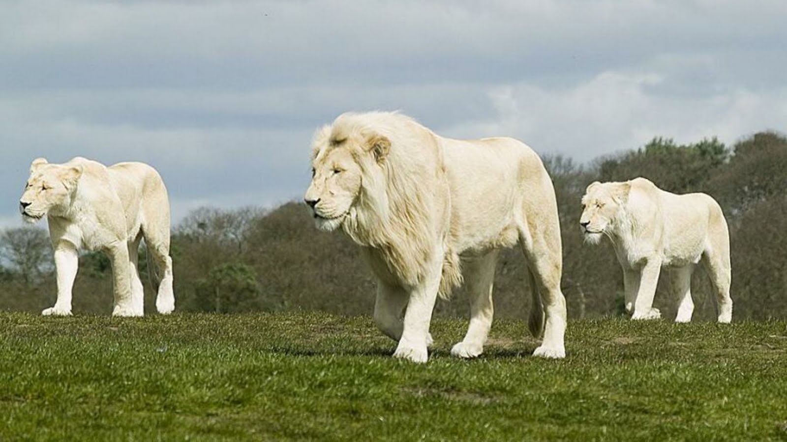 amezing white lion pictures wallpaper