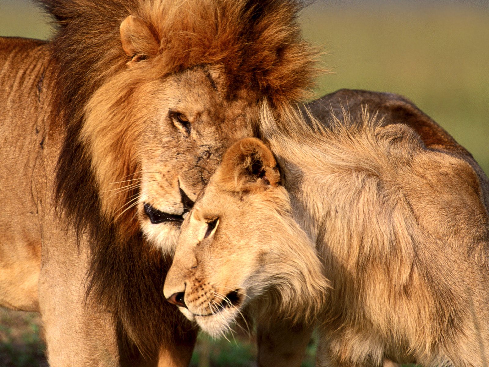 beautiful lioness pics wallpaper