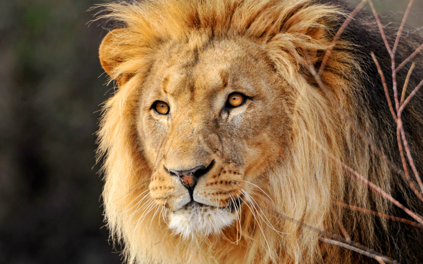 beautiful lions pics wallpaper