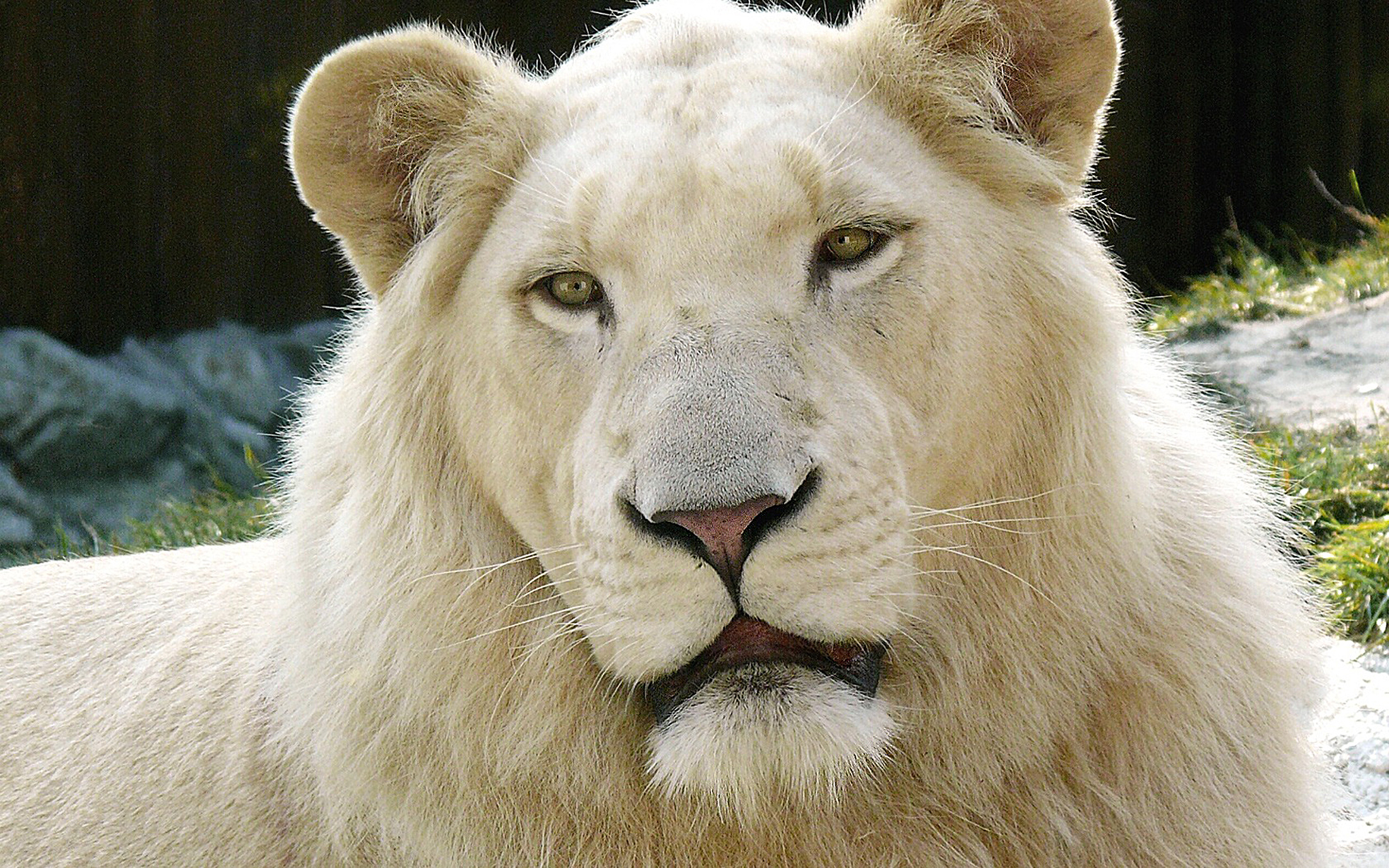 cute pics of white lions dowload