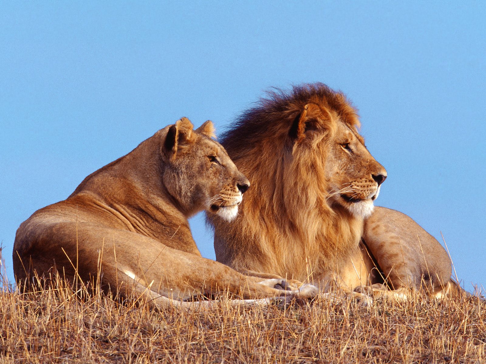 desktop african lion wallpaper
