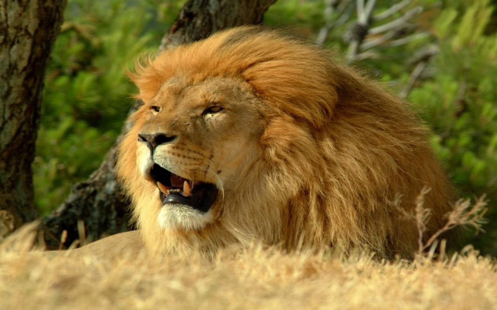 desktop angry lions photos dowload