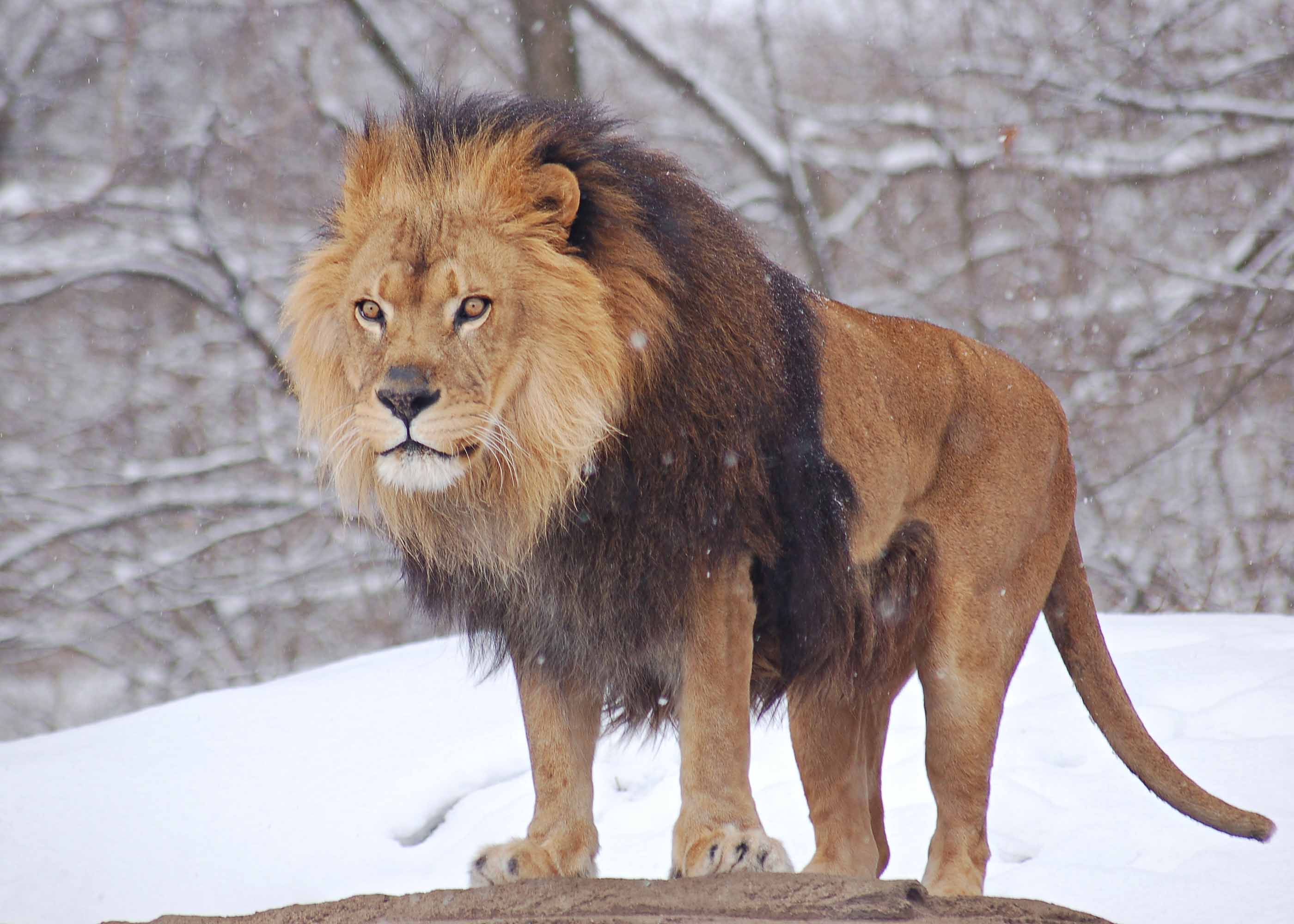 hd african lion pics gallery wallpaper