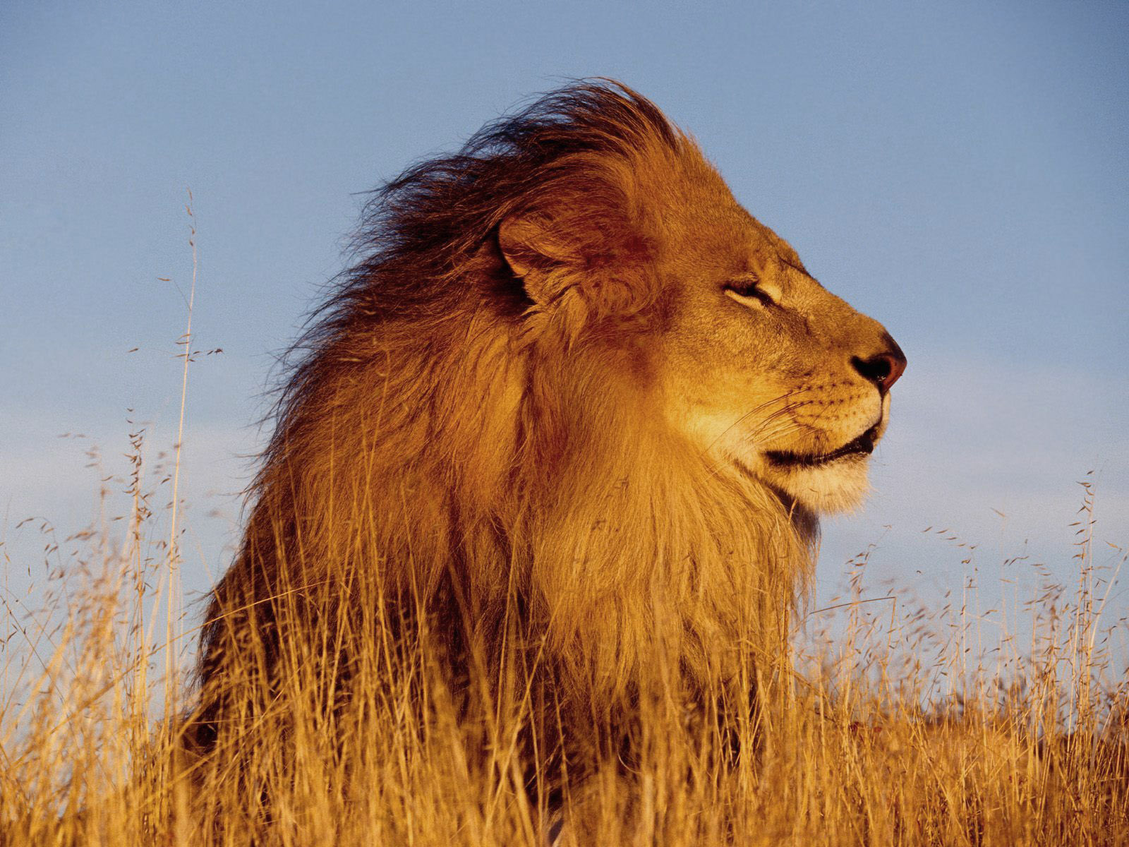 hd desktop african lion wallpaper dowload