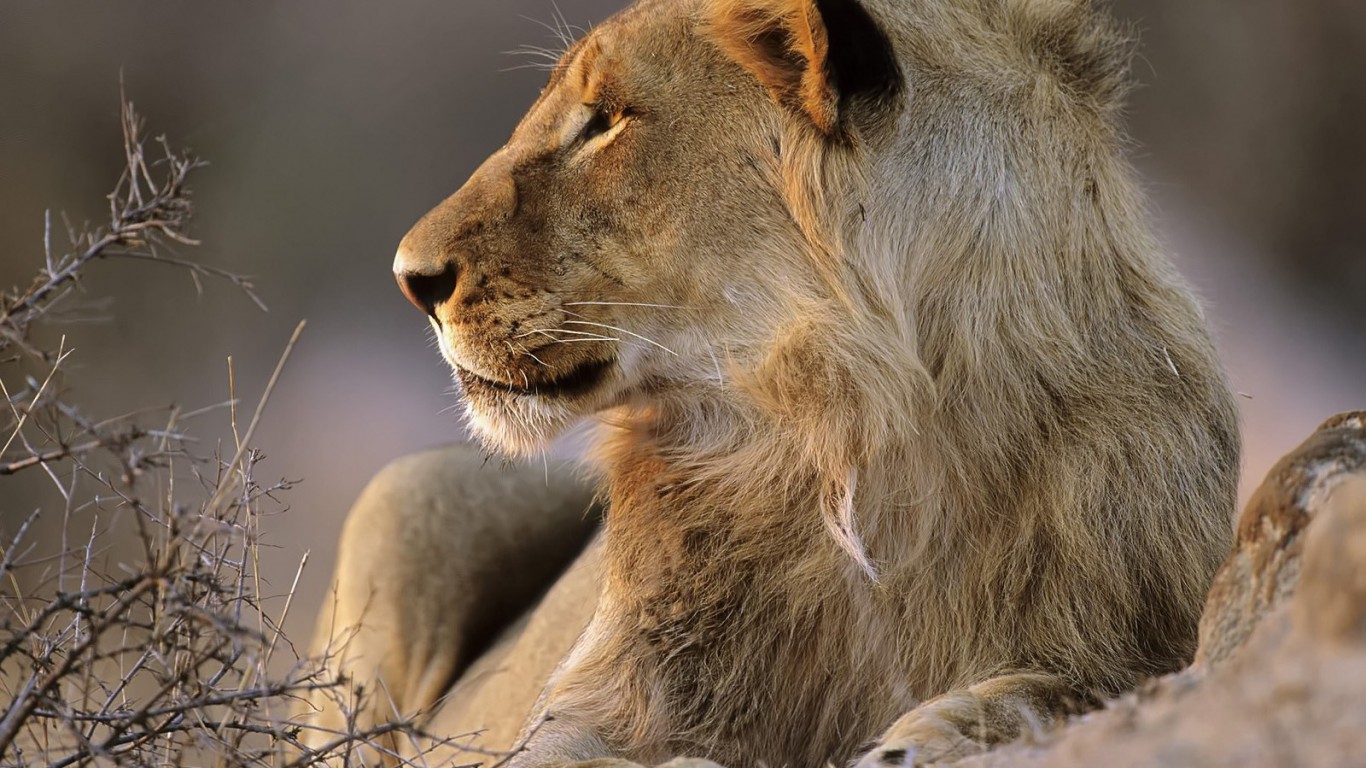 hd desktop amazing lion photos dowload