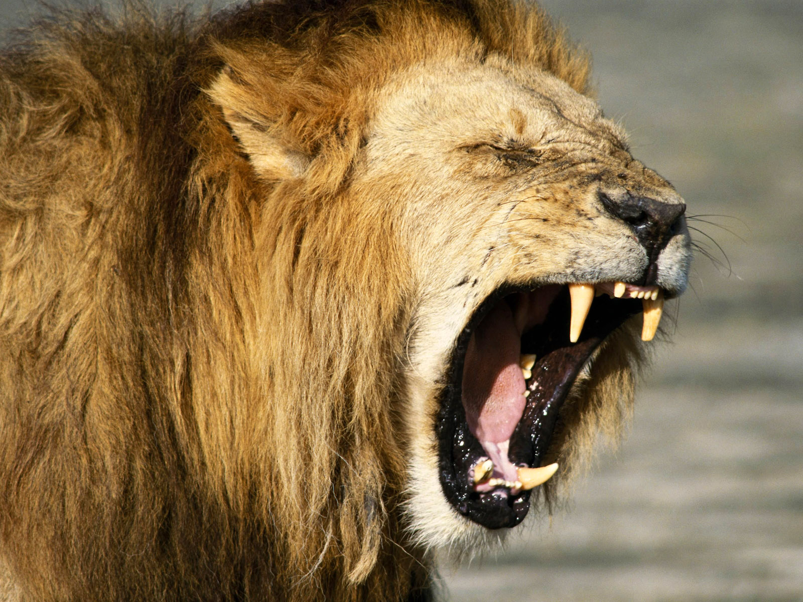 hd desktop angry lion wallpaper dowload
