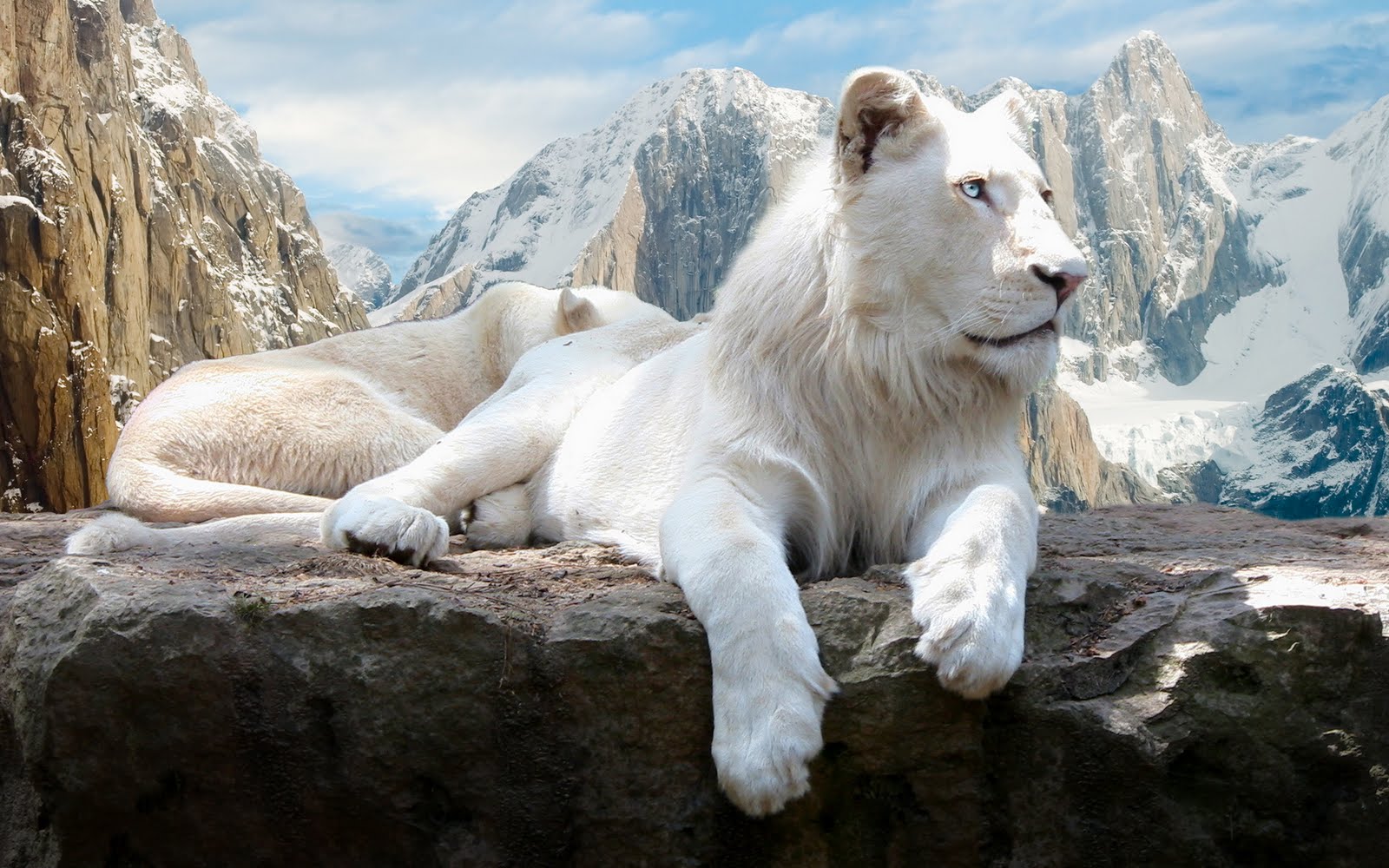 hd white lion pictures gallery