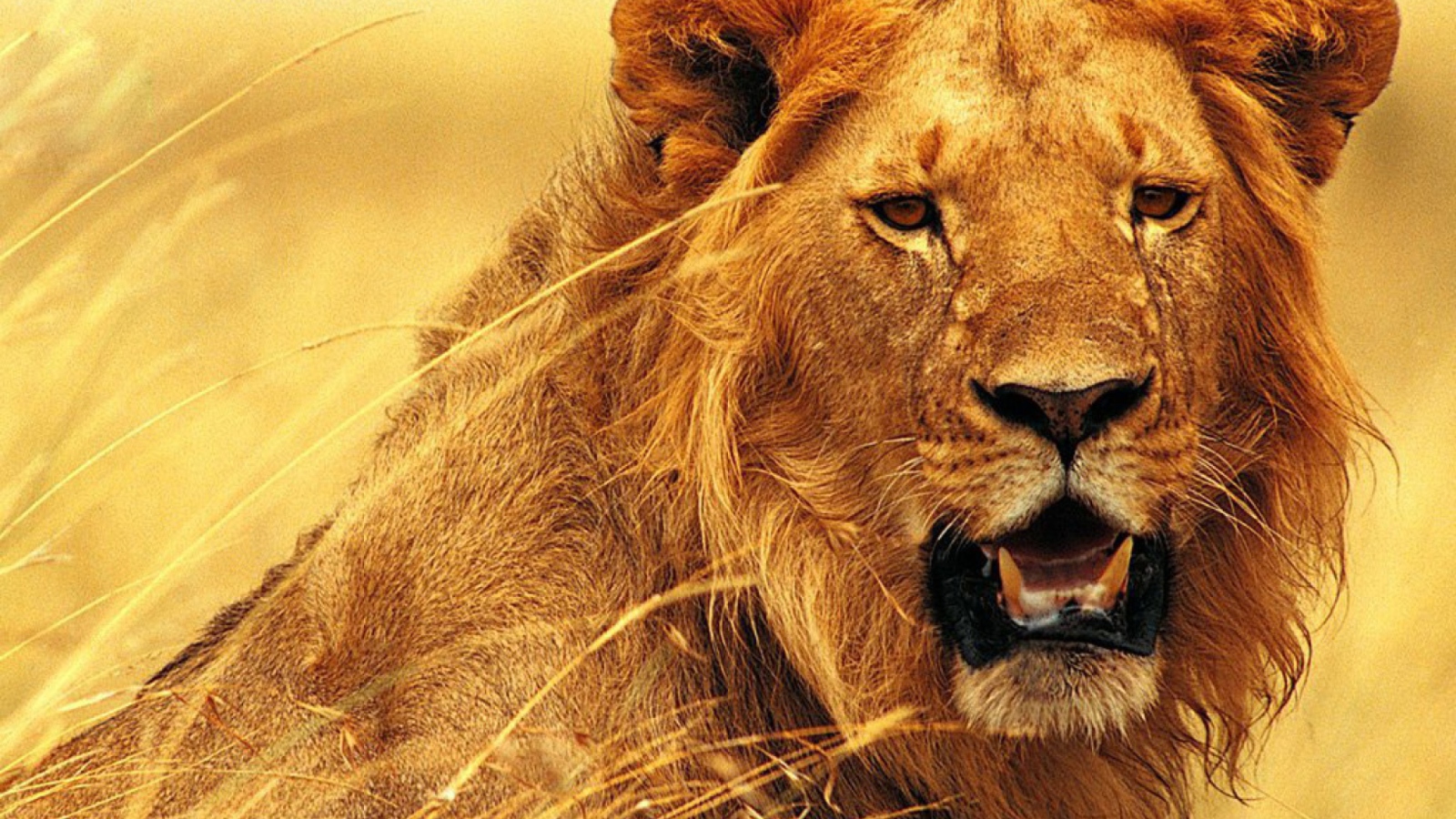 hd wild lion images