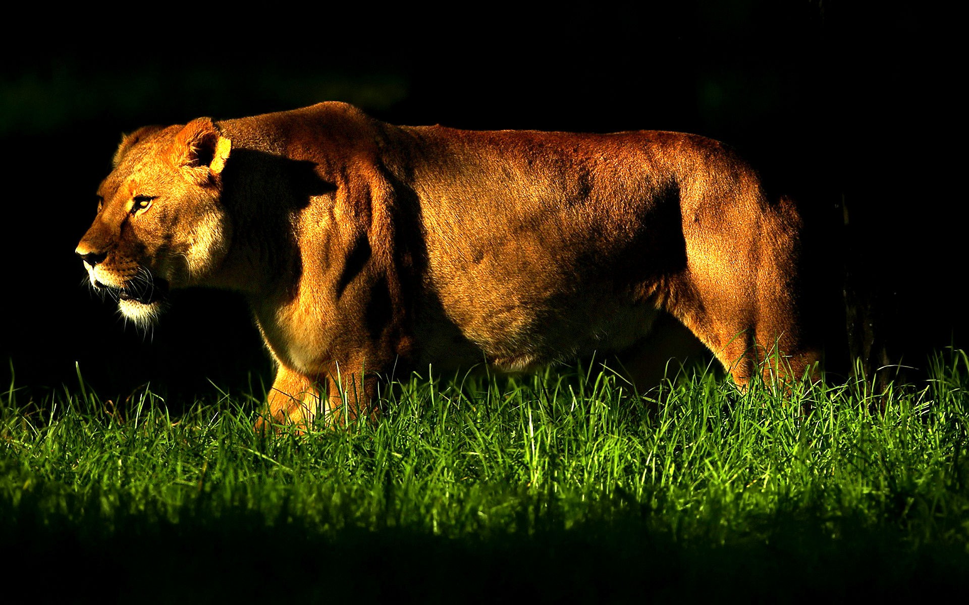 hd wild lions pictures