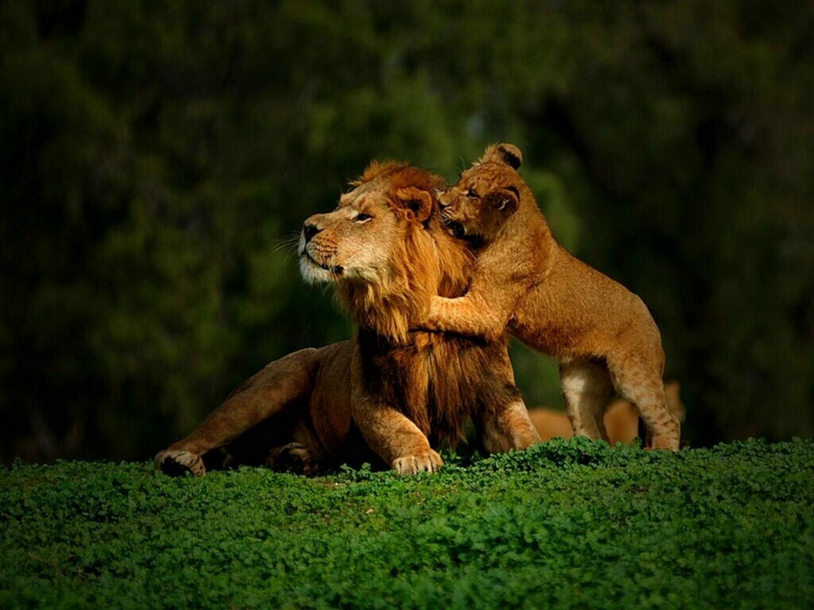 roaring wallpapers lion