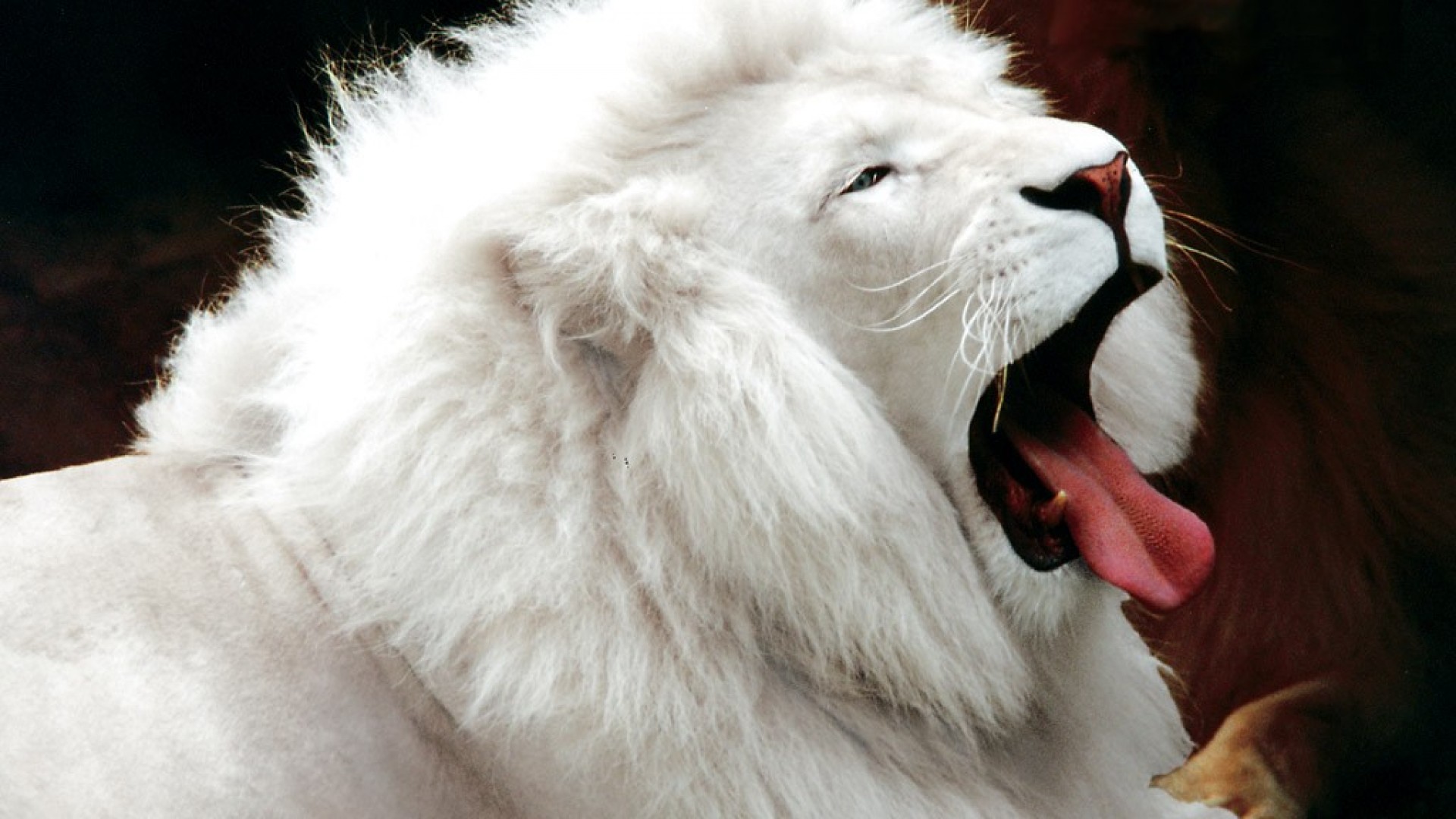 roaring white lion animal wallpaper