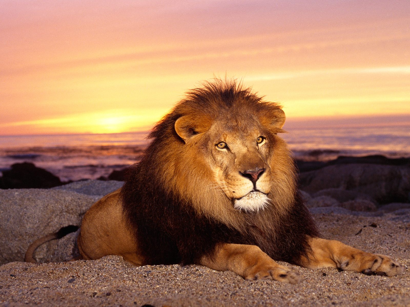 wallpapers of lion