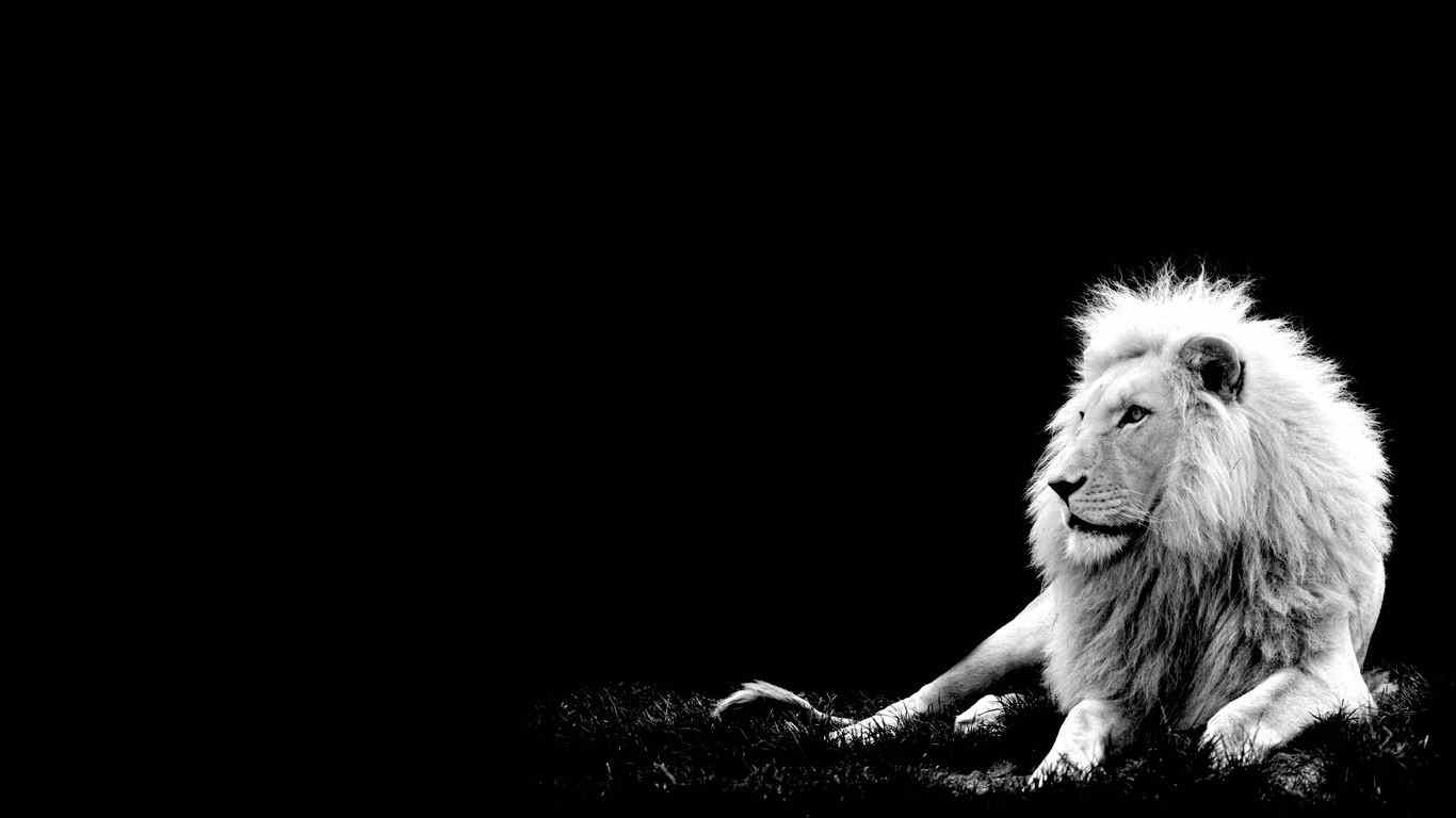 white lion pictures high resolution wallpaper