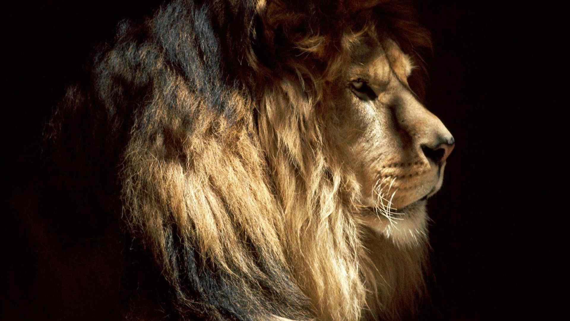 wild lion images wallpaper