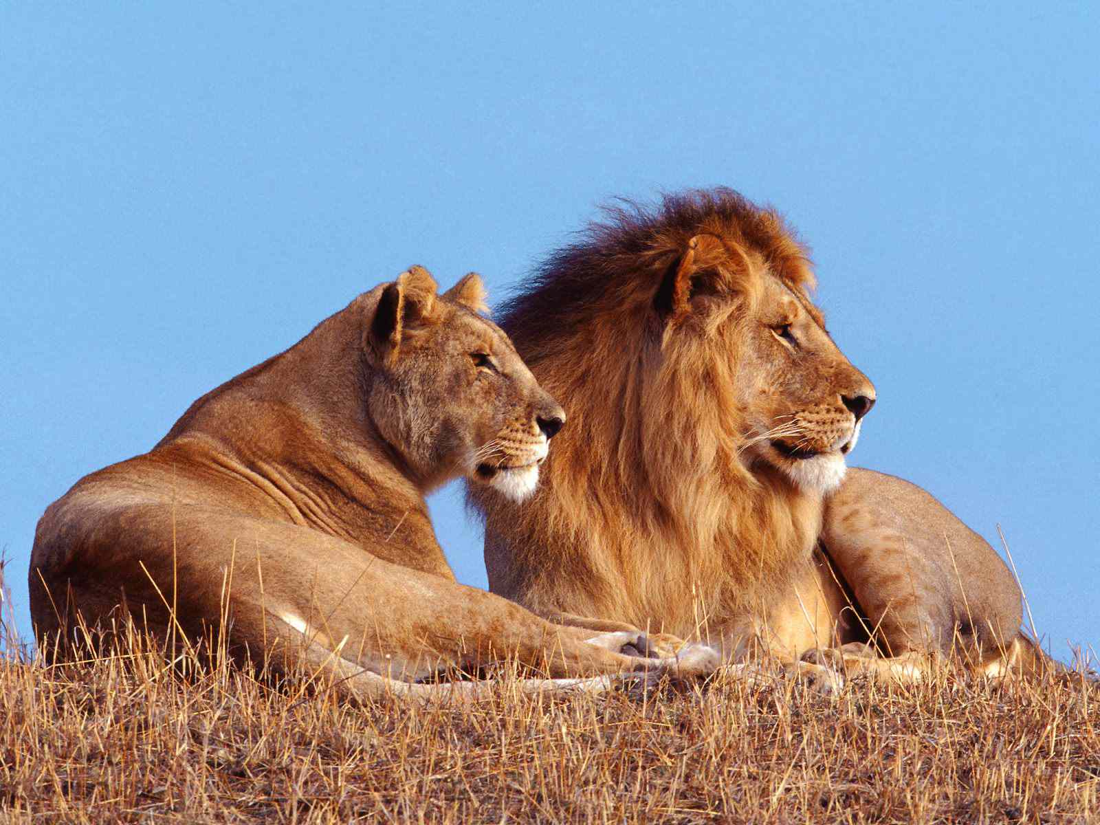 with lionswallpaper