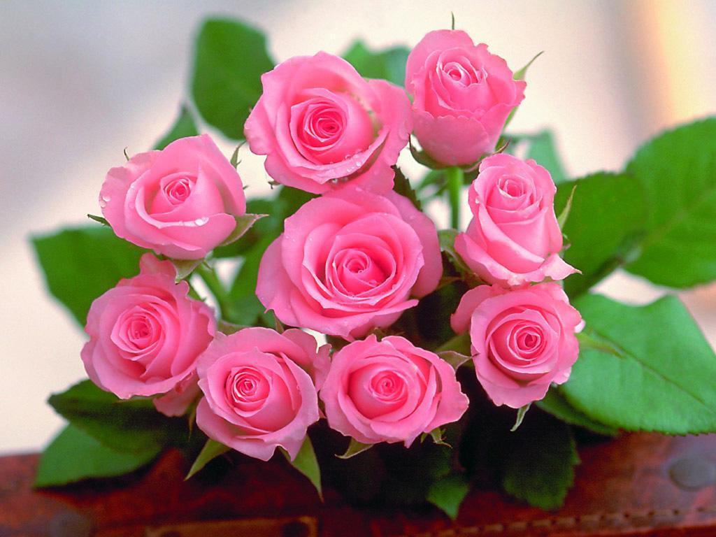 love roses pink hd wallpapers