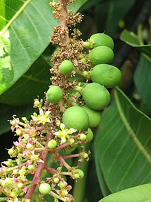 desktop mango fruit tree images