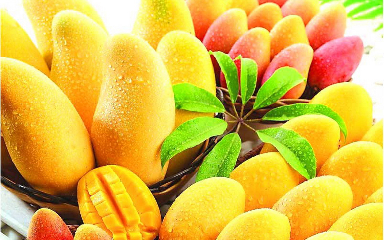 desktop mango fruit tree pictures