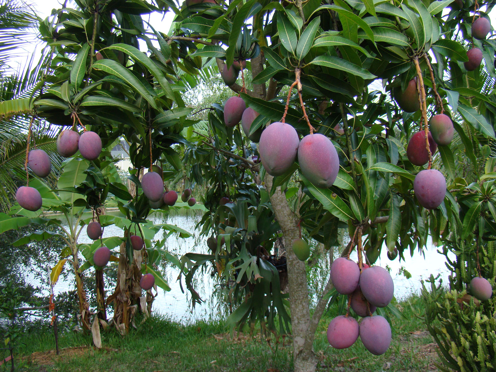 desktop mango fruits images wallpaper