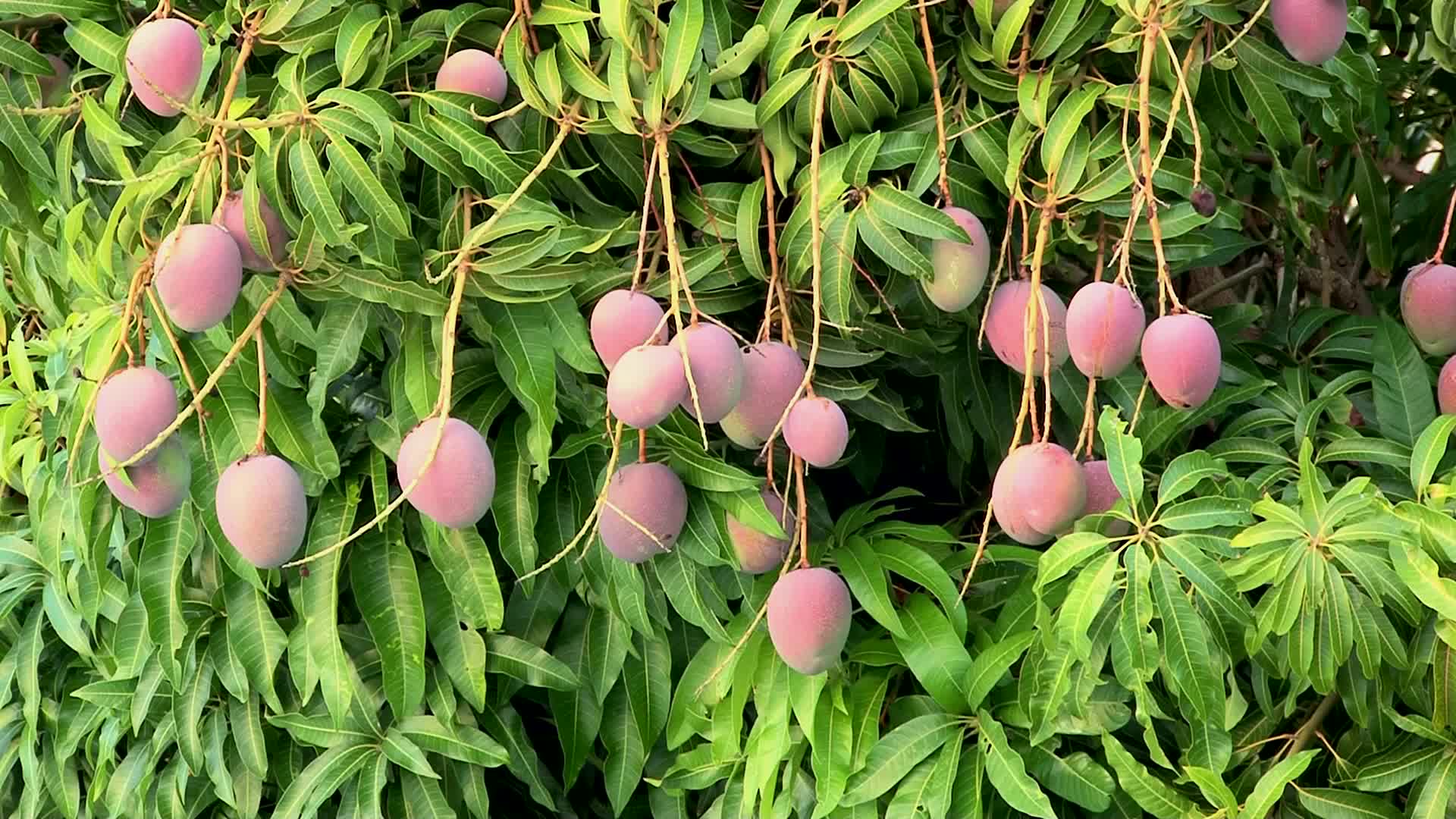 hd mango images fruit