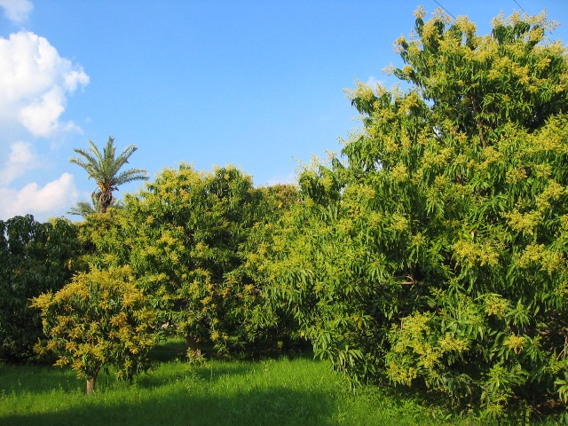mango fruit tree pics wallpaper