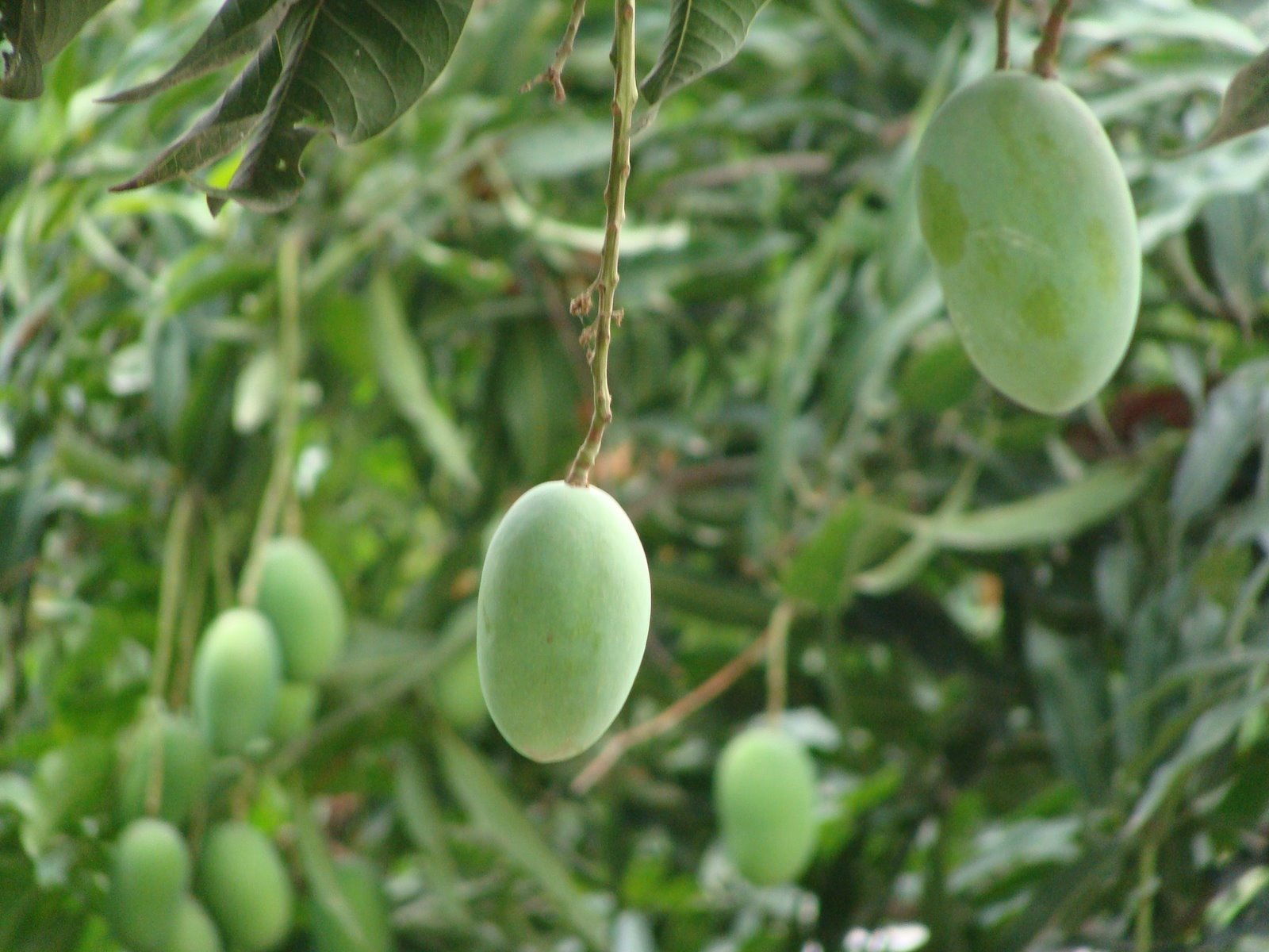 mango fruit tree pictures wallpaper