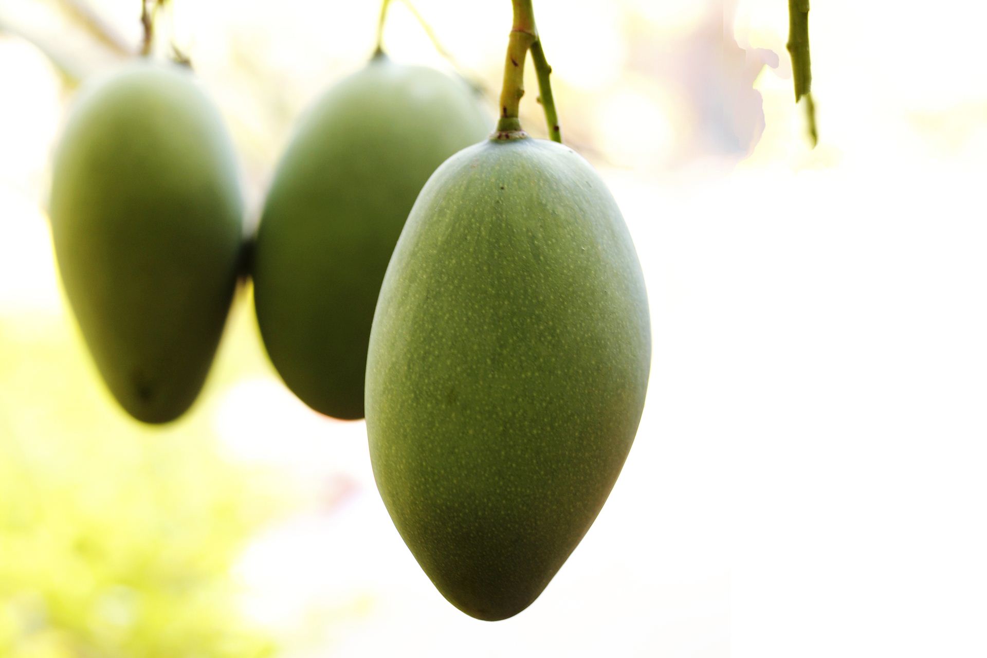 mango fruits images dowload