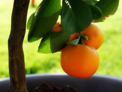 desktop orange fruit wallpaper hd