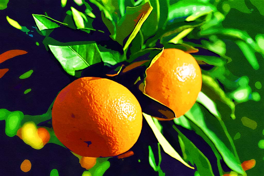 desktop orange fruit with leaves wallpaper