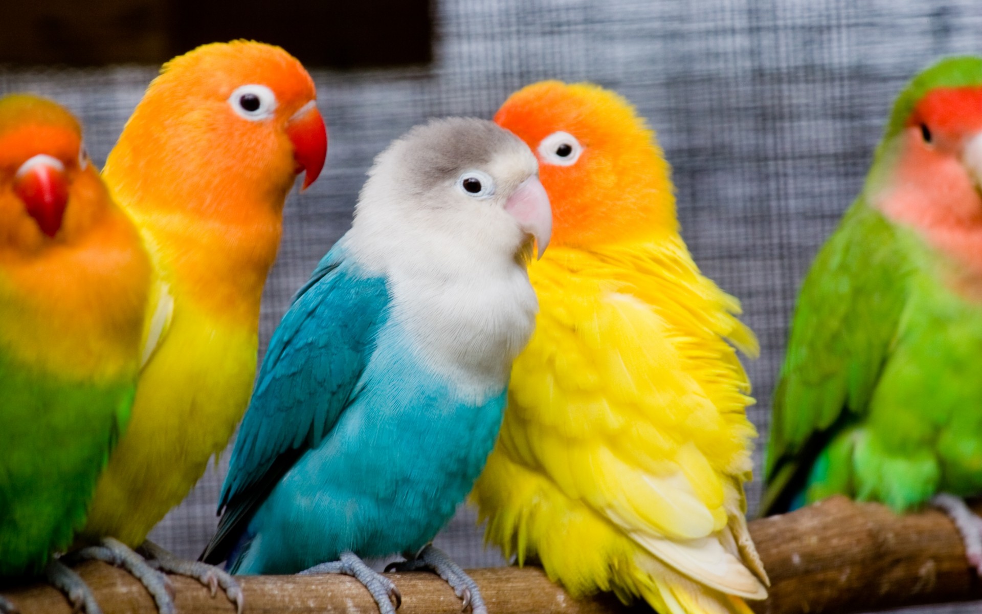 3d parrot wallpaper dowload