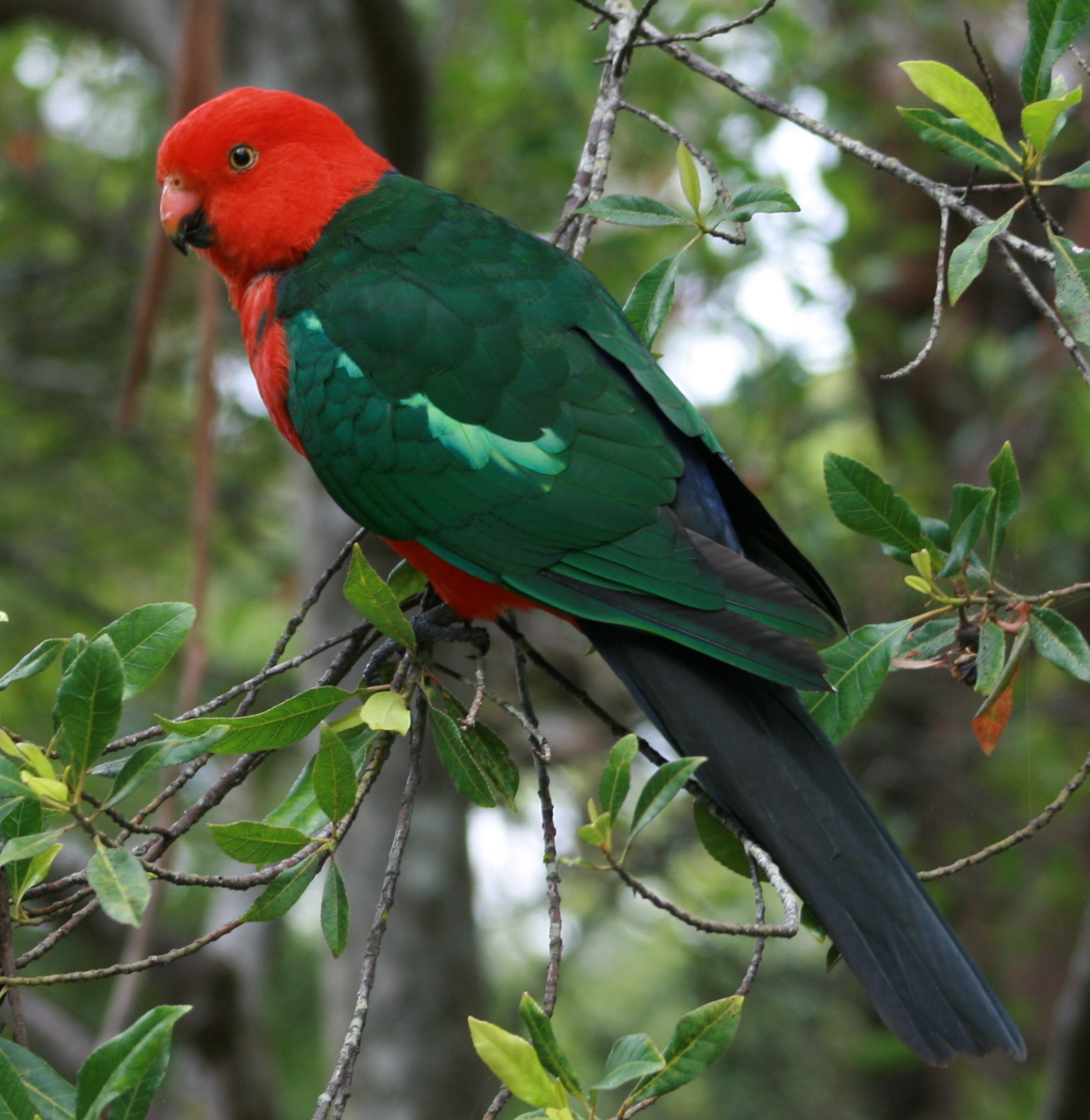 australian parrot pics
