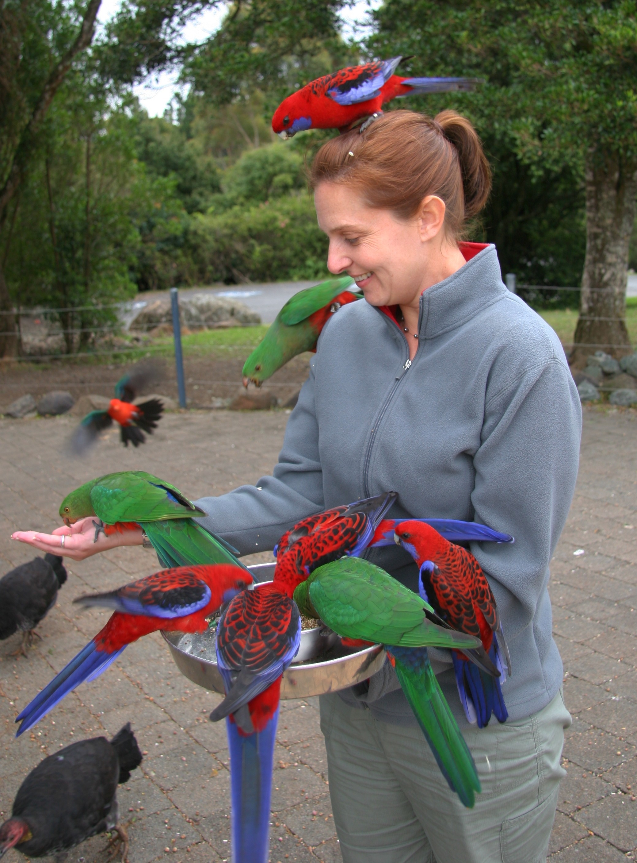 australian parrots images