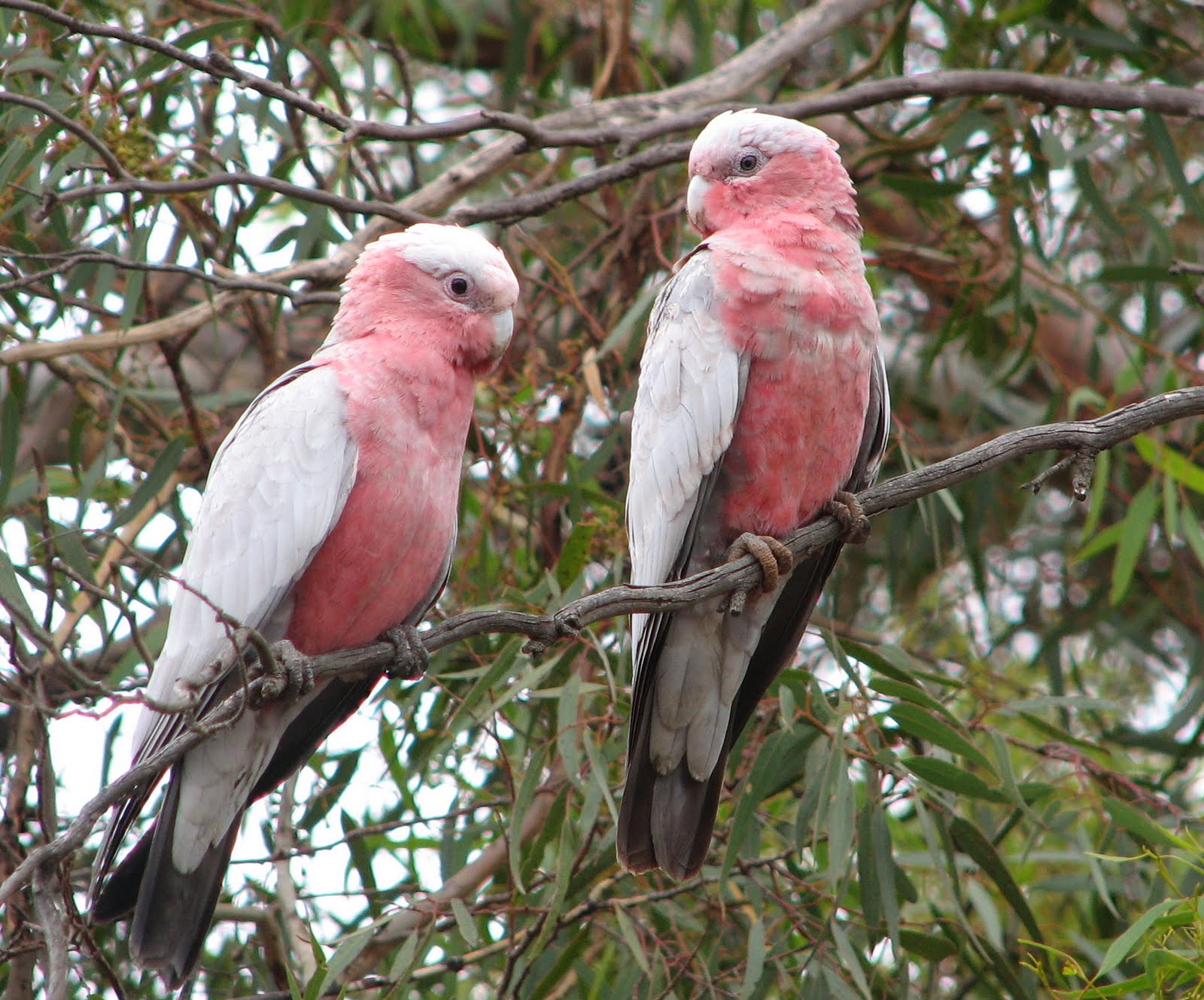 australian parrots photos