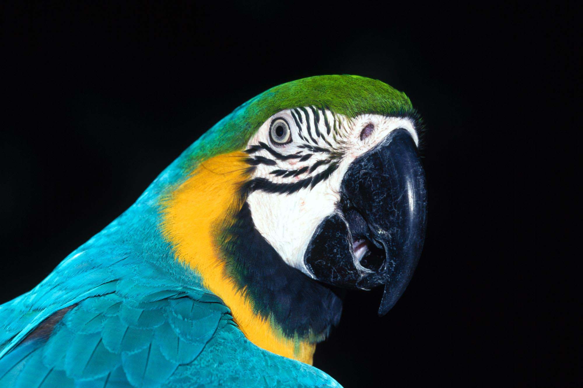 beautiful parrot photo dowload